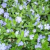 VINCA Minor (Vintergrøn / Liden Singrøn)