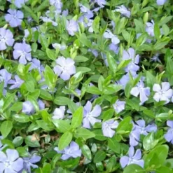 VINCA Minor (Vintergrøn / Liden Singrøn)