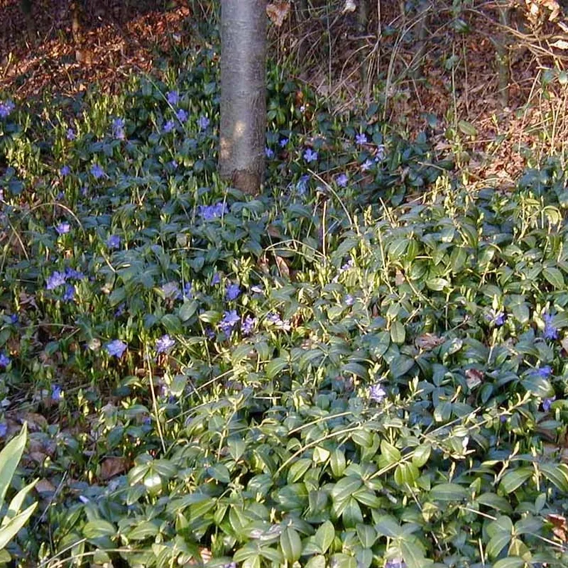 VINCA Minor (Vintergrøn / Liden Singrøn) 4 VINCA Minor (Vintergrøn / Liden Singrøn) - Image 2