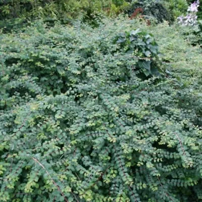 Symphoricarpos Chenaultii 'Hancock' (Snebær) 3 Symphoricarpos Chenaultii 'Hancock' (Snebær)