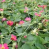 FRAGARIA  'Deep Rose' (Prydjordbær) -Haveforsyninger Salg 2024 63 40 1
