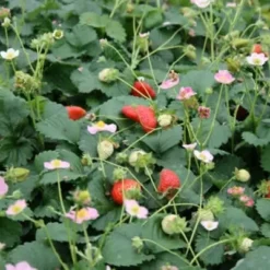 FRAGARIA 'Pink' (Prydjordbær)