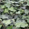 Hedera Helix 'Hevil' (Efeu / Vedbend) -Haveforsyninger Salg 2024 63 49 1