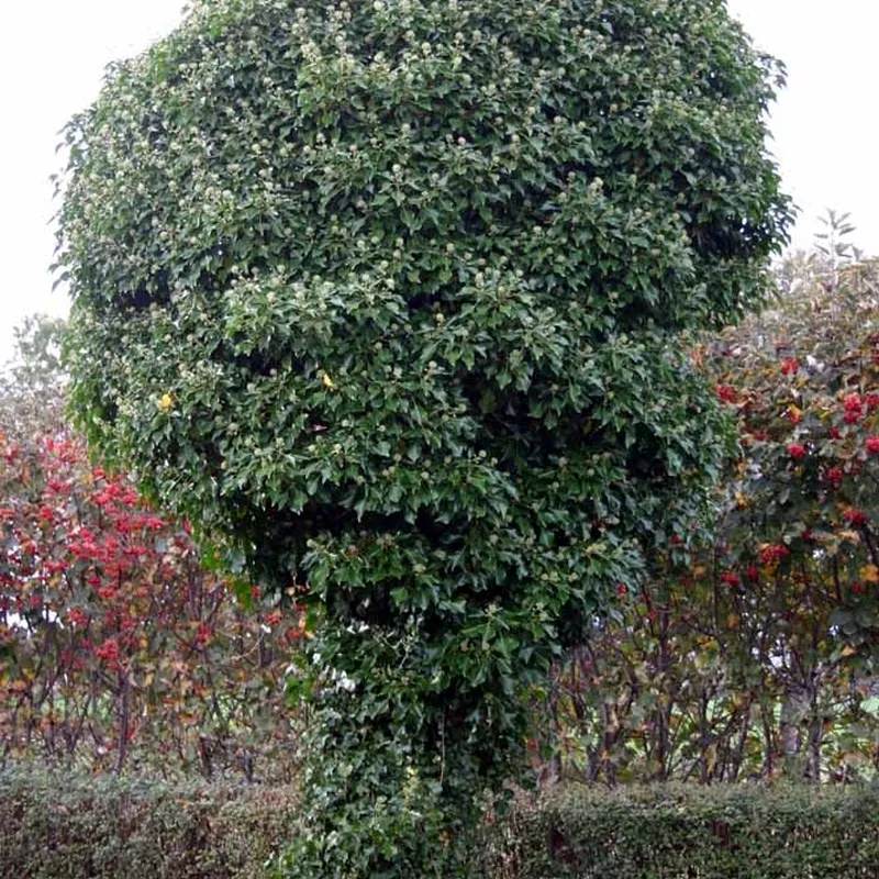 Hedera Helix 'Hevil' (Efeu / Vedbend) 3 Hedera Helix 'Hevil' (Efeu / Vedbend) - Image 2