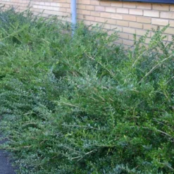 Lonicera Nitida 'Elegant' (Myrtegedeblad) -Haveforsyninger Salg 2024 63 58 3