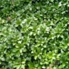 PACHYSANDRA  terminalis 'Green Carpet' (Vinterglans) -Haveforsyninger Salg 2024 63 64 1