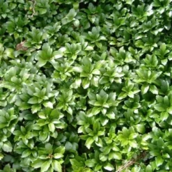 PACHYSANDRA  terminalis 'Green Carpet' (Vinterglans)