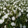 VINCA Minor 'Alba' (Vintergrøn / Liden Singrøn) 2 VINCA Minor 'Alba' (Vintergrøn / Liden Singrøn) -Haveforsyninger Salg 2024 63 67 1