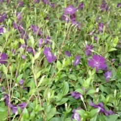 VINCA Minor 'Rubin' (Vintergrøn / Liden Singrøn)