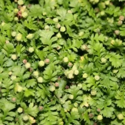 LEPTINELLA (Cotula) Minima (Trædebregne)