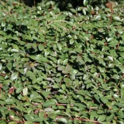 Cotoneaster 'Dammeri Rami' (Dværgmispel)