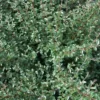 Cotoneaster 'Coral Beauty' (Dværgmispel) -Haveforsyninger Salg 2024 63 7 1