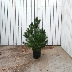 Pinus Uncinata (Fransk Bjergfyr) - Salgshøjde: 60-80 Cm 10 L Potte