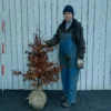 Fagus Sylvatica 'Purpurea' (Rødbøg) Højde 110-160 Cm Rødbøg Med Klump -Haveforsyninger Salg 2024 IMG 20240208 114457