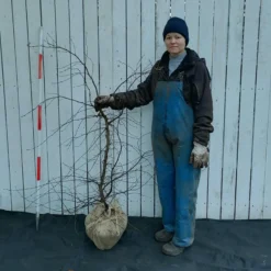 Carpinus Betulus (Avnbøg) Højde 110-160 Cm Avnbøg Med Klump