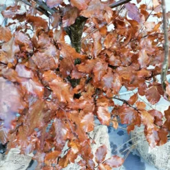 Fagus Sylvatica 'Purpurea' (Rødbøg) Højde 110-160 Cm Rødbøg Med Klump -Haveforsyninger Salg 2024 IMG 20240208 114730