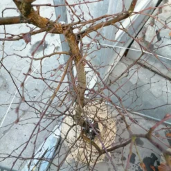 Carpinus Betulus (Avnbøg) Højde 110-160 Cm Avnbøg Med Klump -Haveforsyninger Salg 2024 IMG 20240208 114741