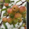 Malus 'Evereste.'   - Salgsstr.:   Busk 80-100 Cm. - Paradisæble -Haveforsyninger Salg 2024 Malus Everest 24 08 2011