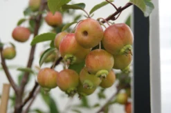 Malus 'Evereste.'   - Salgsstr.:   Busk 80-100 Cm. - Paradisæble