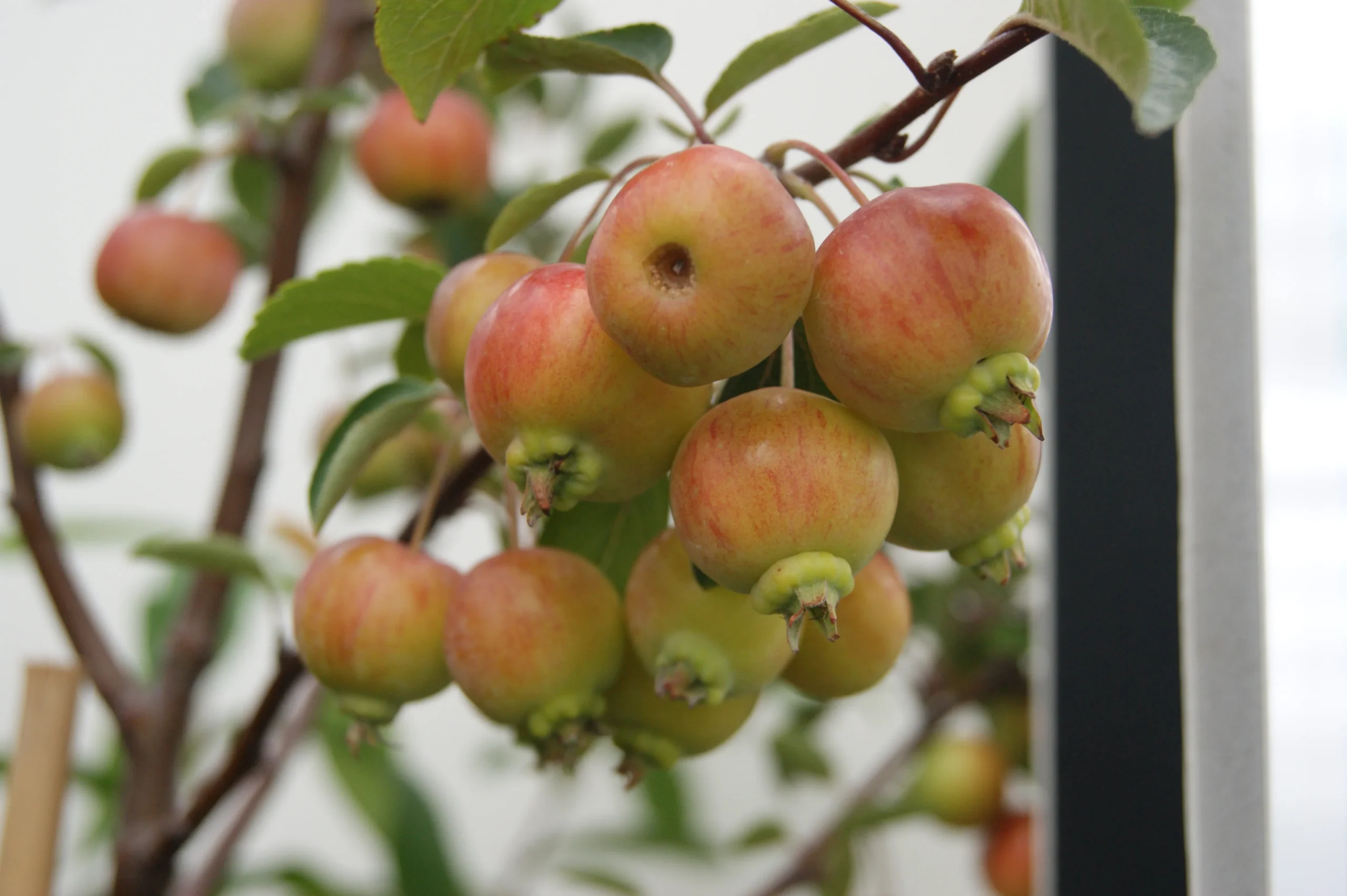 Malus 'Evereste.' - Salgsstr.: Busk 80-100 Cm. - Paradisæble 3 Malus 'Evereste.' - Salgsstr.: Busk 80-100 Cm. - Paradisæble