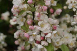 Malus 'Evereste.' - Salgsstr.: Busk 80-100 Cm. - Paradisæble 7 Malus 'Evereste.' - Salgsstr.: Busk 80-100 Cm. - Paradisæble -Haveforsyninger Salg 2024 Malus Evereste 04 05 2012