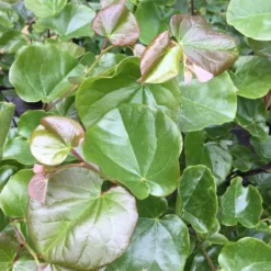 Cercis Chi.. 'Avondale' (JUDASTRÆ) Salgshøjde: 200 Cm