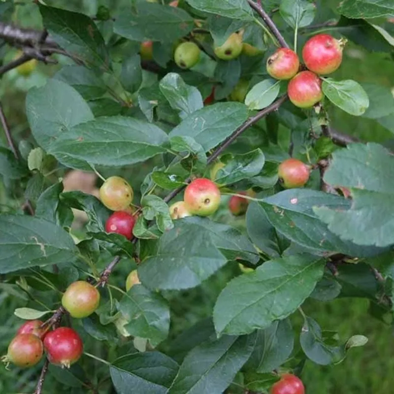 Malus 'Gorgeus' - Salgsstr.: 200-250 Cm. - Paradisæble 3 Malus 'Gorgeus' - Salgsstr.: 200-250 Cm. - Paradisæble