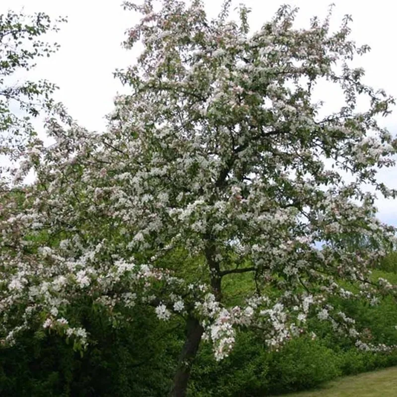 Malus 'Gorgeus' - Salgsstr.: 200-250 Cm. - Paradisæble 4 Malus 'Gorgeus' - Salgsstr.: 200-250 Cm. - Paradisæble - Image 2