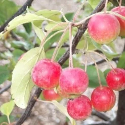 Malus 'Gorgeus' - Salgsstr.: 200-250 Cm. - Paradisæble 7 Malus 'Gorgeus' - Salgsstr.: 200-250 Cm. - Paradisæble -Haveforsyninger Salg 2024 copy from 41 6420A to 41 6420A 3