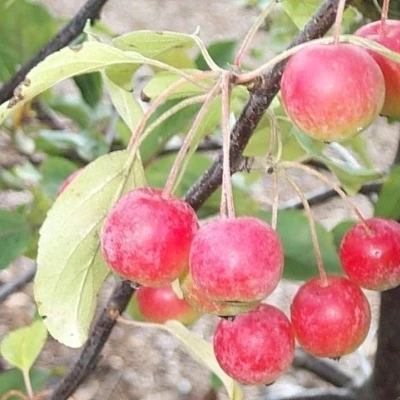 Malus 'Gorgeus' - Salgsstr.: 200-250 Cm. - Paradisæble 5 Malus 'Gorgeus' - Salgsstr.: 200-250 Cm. - Paradisæble - Image 3