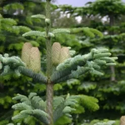 Abies Procera (Nobilisgran) - Salgshøjde: 70-90 Cm 10 L Potte