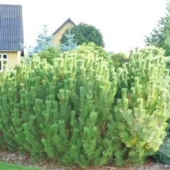 Pinus Mugo (Bjergfyr) - Salgshøjde: 40-60 Cm 6 L
