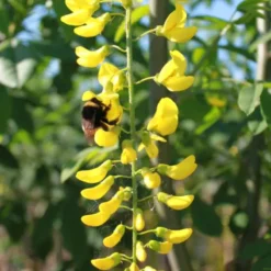 Laburnum X Wat. 'Vossii' (GULDREGN) Salgsstørrelse; 8-10 Cm
