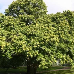 Castanea Sativa (Ægte Kastanie) Salgshøjde: 80-120 Cm. (Barrodet Bundt M/10 Stk)