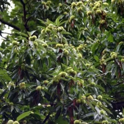 Castanea Sativa (Ægte Kastanie) Salgshøjde: 80-120 Cm. (Barrodet Bundt M/10 Stk) 9 Castanea Sativa (Ægte Kastanie) Salgshøjde: 80-120 Cm. (Barrodet Bundt M/10 Stk) -Haveforsyninger Salg 2024 copy from H JM 34 273 to 34 273 4
