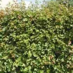 Acer Campestre (Naur) Salgshøjde: 80-120  cm.  (Barrodet Bundt M/10 Stk)