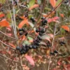 Aronia Melanocarpa 'ARON' (Surbær) Salgshøjde: 30-50 Cm.  (Barrodet Bundt M/10 Stk) -Haveforsyninger Salg 2024 copy from Hc398JM2034 17 to 34 17 1