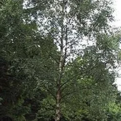 Betula  pendula (verrucosa) (Vortebirk) Salgsh.: 100-120 Cm.  (Barrodet Bundt M/10 Stk)