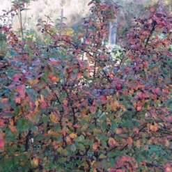 Cotoneaster Lucidus ( Glansdværgmispel) 3,5 Liter