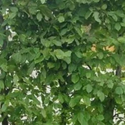 Carpinus Betulus ( Avnbøg) Salgsh.: 120-140 Cm. (Barrodet Bundt M/10 Stk)