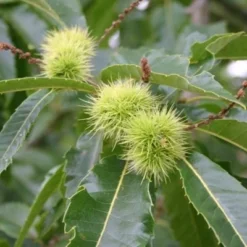 Castanea Sativa (Ægte Kastanie) Salgshøjde: 30-50 Cm. (Barrodet Bundt M/10 Stk) 8 Castanea Sativa (Ægte Kastanie) Salgshøjde: 30-50 Cm. (Barrodet Bundt M/10 Stk) -Haveforsyninger Salg 2024 copy from Hc398JM2034 273 to 34 273 3