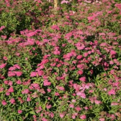 Spiraea Bumalda 'Anthony Waterer' (Spiræa) Salgsh.: 15-30 Cm.  (Barrodet Bundt M/10 Stk) -Haveforsyninger Salg 2024 copy from Hc398JM2034 318 to 34 318 2