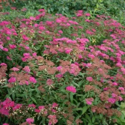 Spiraea Bumalda 'Anthony Waterer' (Spiræa) Salgsh.: 15-30 Cm.  (Barrodet Bundt M/10 Stk) -Haveforsyninger Salg 2024 copy from Hc398JM2034 318 to 34 318 3
