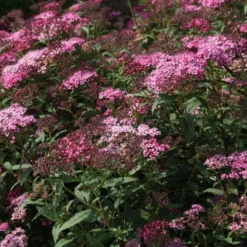 Spiraea Bumalda 'Anthony Waterer' (Spiræa) Salgsh.: 15-30 Cm.  (Barrodet Bundt M/10 Stk) -Haveforsyninger Salg 2024 copy from Hc398JM2034 318 to 34 318 4