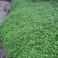 Stephanandra Incisa 'Crispa' (Kranstop) Salgsh: 30-50 Cm.  (Barrodet Bundt M/10 Stk)