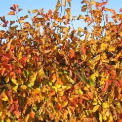 Crataegus Intricata (Skarlagen Hvidtjørn) Salgsh: 20-40 Cm. (Barrodet Bundt M/10 Stk)