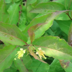Diervilla Lonicera 'Dilon' (Diervilla) Salgsh.: 20-40 Cm.  (Barrodet Bundt M/10 Stk)