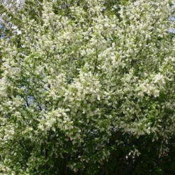 Prunus Padus (Hæg) Salgshøjde: 20-40 Cm.  (Barrodet Bundt M/10 Stk) -Haveforsyninger Salg 2024 copy from Hc398JM2034 62 to 34 62 4