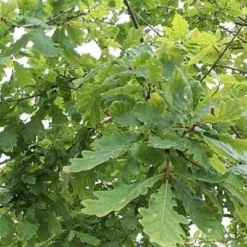 Quercus Robur (Stilkeg) Salgshøjde: 80-120 Cm.  (Barrodet Bundt M/10 Stk)