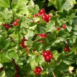 Ribes Alpinum (Fjeldribs) Salgsh.: 30-50 Cm.  (Barrodet Bundt M/10 Stk) -Haveforsyninger Salg 2024 copy from Hc398JM2034 77 to 34 77 3